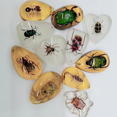 Educational Faux Insect Amber Blind Box Accessories