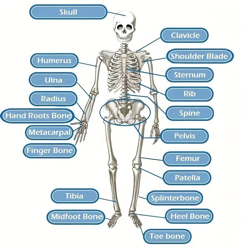 Removable Skull Toy Human Skeleton Shape Ornament