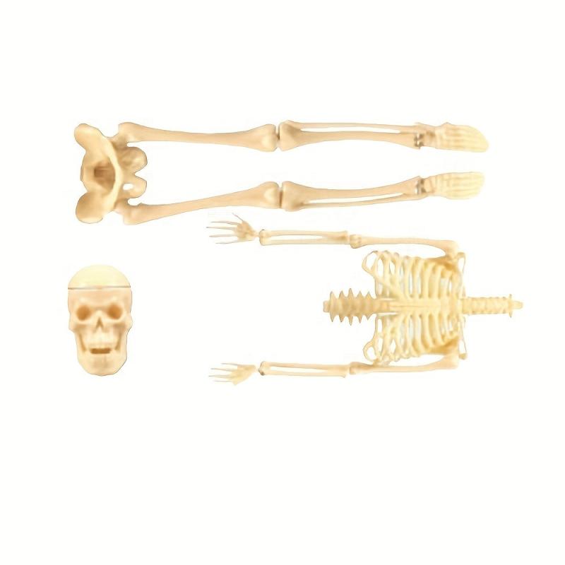 Removable Skull Toy Human Skeleton Shape Ornament
