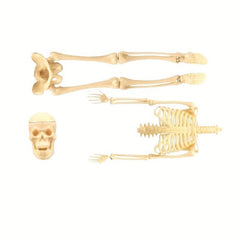 Removable Skull Toy Human Skeleton Shape Ornament