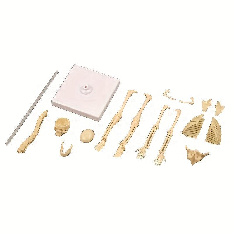 Removable Skull Toy Human Skeleton Shape Ornament