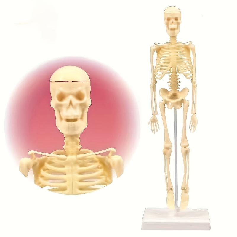 Removable Skull Toy Human Skeleton Shape Ornament