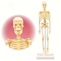 Removable Skull Toy Human Skeleton Shape Ornament