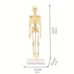 Removable Skull Toy Human Skeleton Shape Ornament