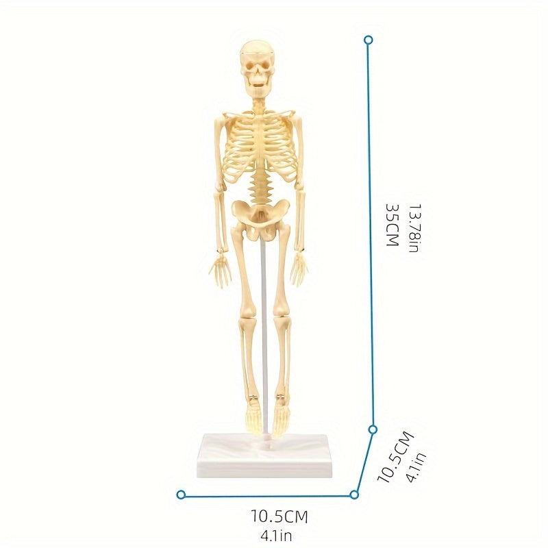Removable Skull Toy Human Skeleton Shape Ornament