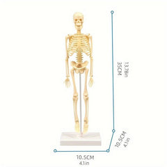 Removable Skull Toy Human Skeleton Shape Ornament