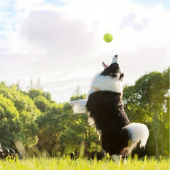 Tennis Balls 6pcs Pet Dog Play Balls No Net Bag