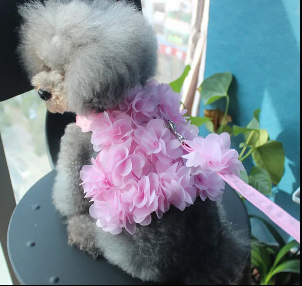 img_5029274