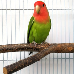 4 Pack Wood Bird Perch Parrot Stand Toys Hanging Platform Swing Toy