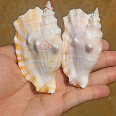 Purple Sleeve Phoenix Conch Natural Shell Fish Tank Decoration