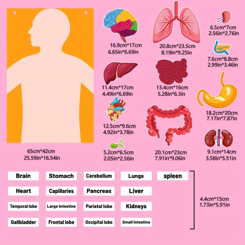 Human Organ Felt Toy Body Anatomy Learning Set