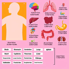 Human Organ Felt Toy Body Anatomy Learning Set