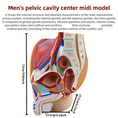 3D Desktop Male Prostate & Female Reproductive Anatomy Model