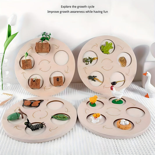 Bean Sprout Salmon Chicken Growth Model