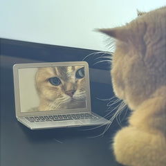 Mini Pet Mirror Toy for Cats - No Batteries Needed