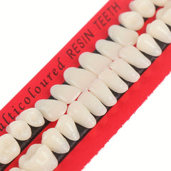 28pcs Dental Practice Tooth Mold Set Student Oral Material Model