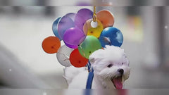 Colorful Balloon Dog Car Pendant Acrylic Decoration