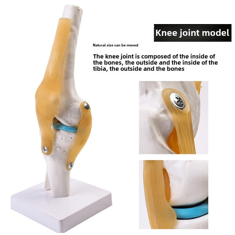 Articulated Human Knee Joint Model for Anatomy Study