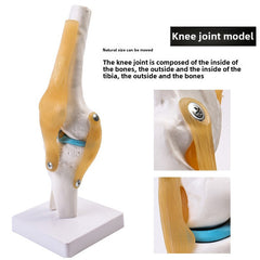 Articulated Human Knee Joint Model for Anatomy Study