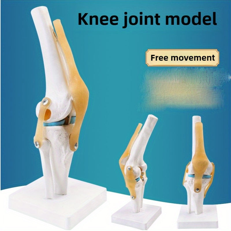 Articulated Human Knee Joint Model for Anatomy Study