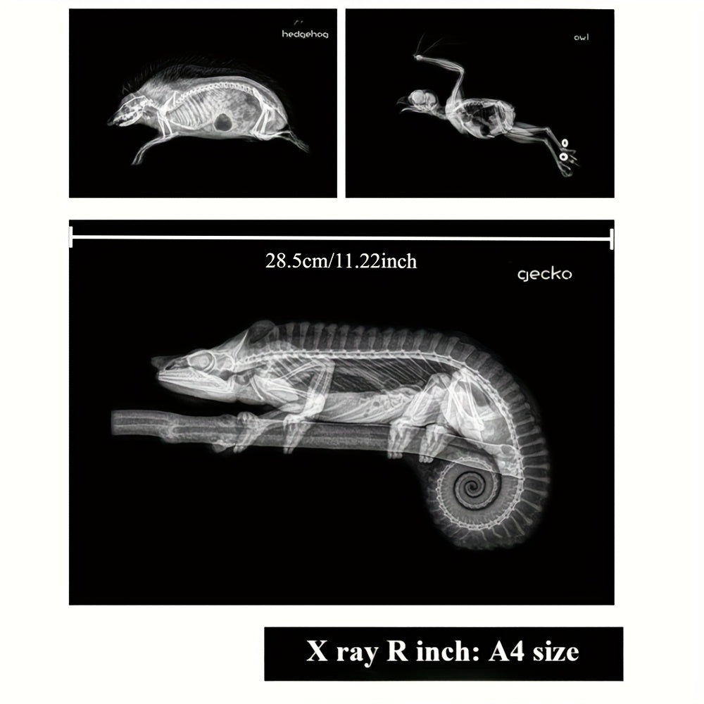 X-Ray Film Set for Human and Animal Science Study