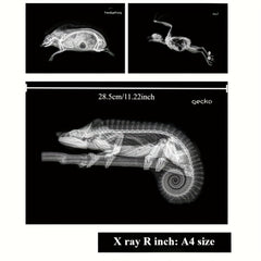 X-Ray Film Set for Human and Animal Science Study
