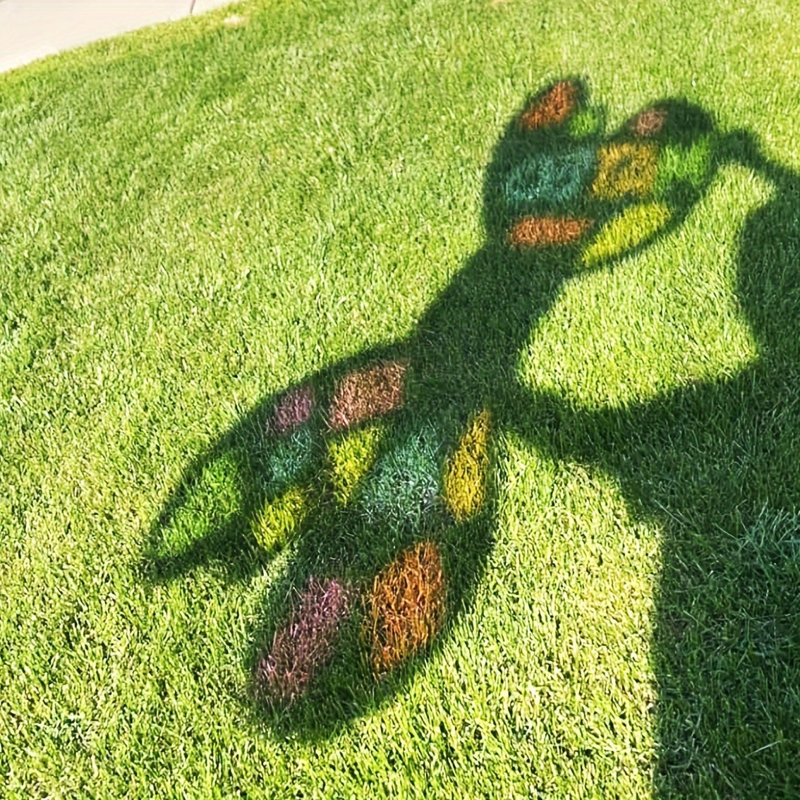 img_13050694