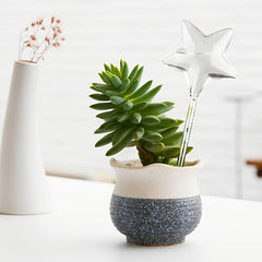 2pcs Star Self Watering Globes for Indoor & Outdoor Plants