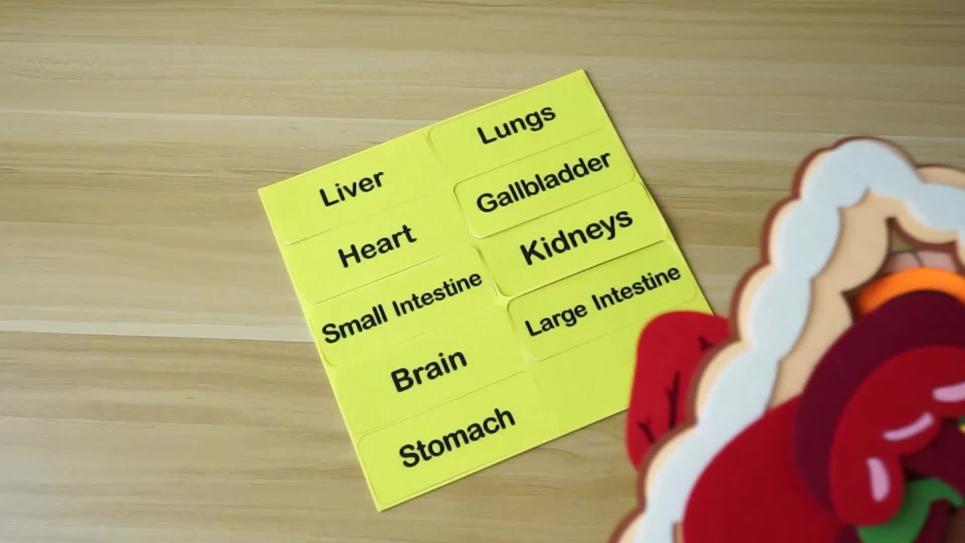 Anatomical Chart & 3D Felt Organ Toys