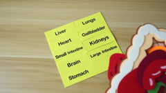 Anatomical Chart & 3D Felt Organ Toys