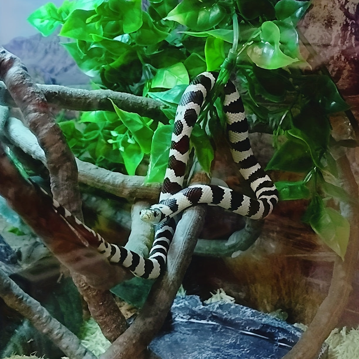 Suction Cup Vine for Reptile Tank with Sheath
