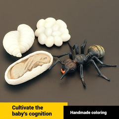 Children's Ant Family Growth Cycle Science Set