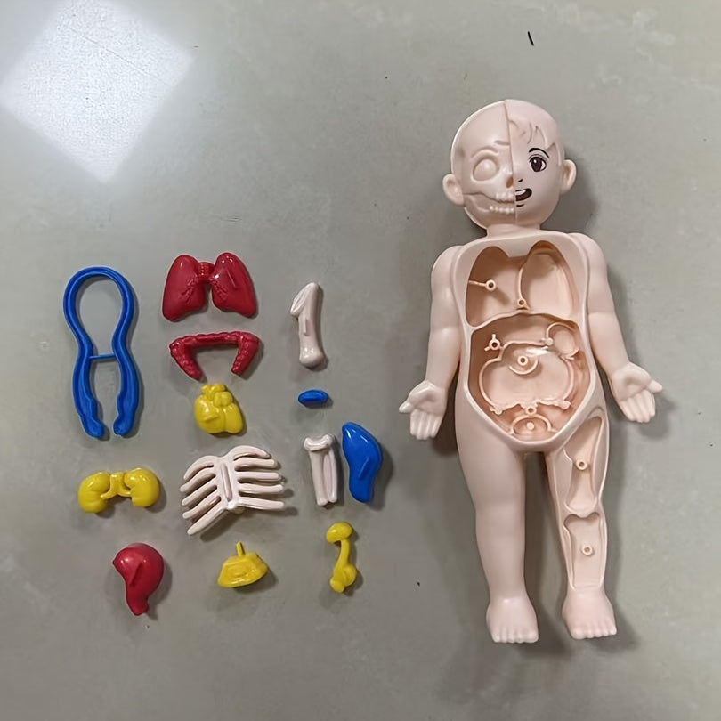 Educational Science Toy DIY Human Organ Model for Kids ABS Material