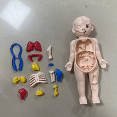 Educational Science Toy DIY Human Organ Model for Kids ABS Material