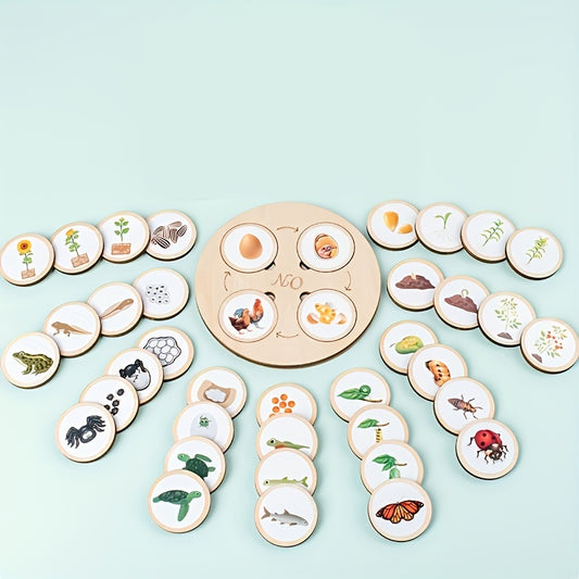 Animal Life Cycle Learning Set Educational Toy
