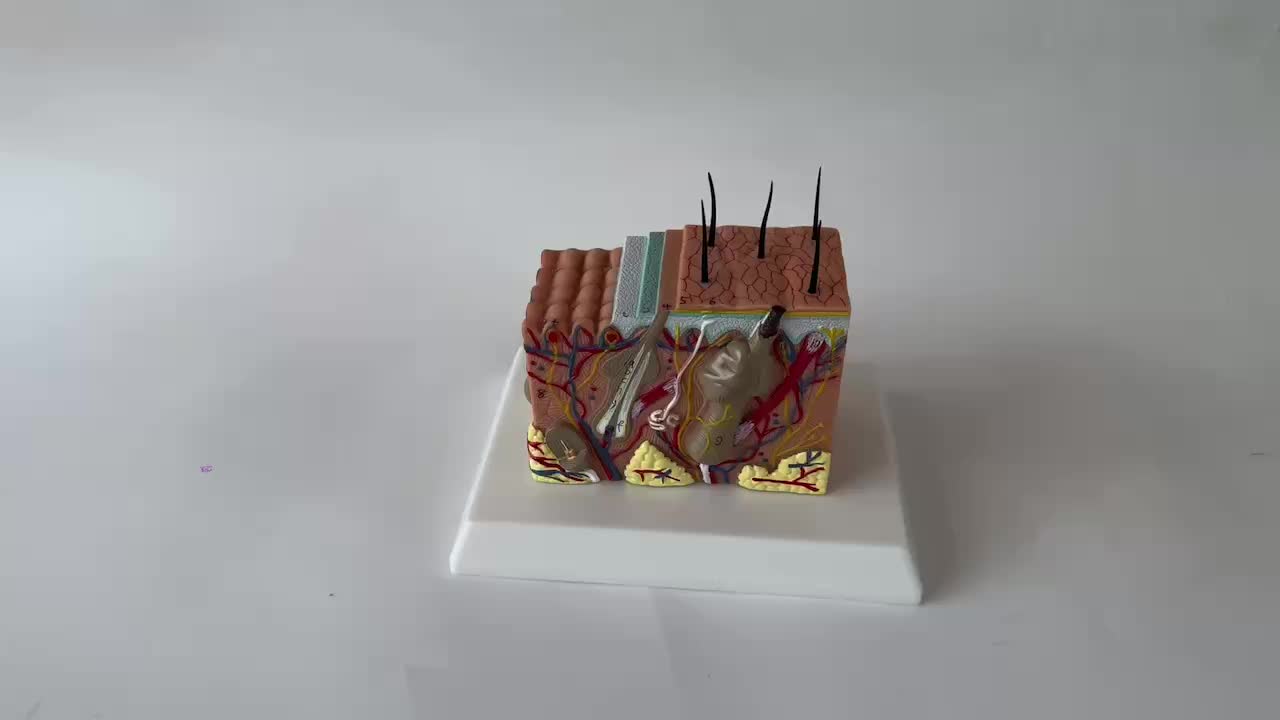 35X Enlarge Human Skin Model Block Plastic Anatomical Anatomy Teaching Aid