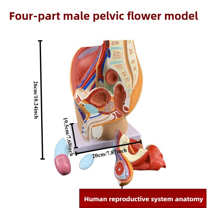 3D Desktop Male Prostate & Female Reproductive Anatomy Model