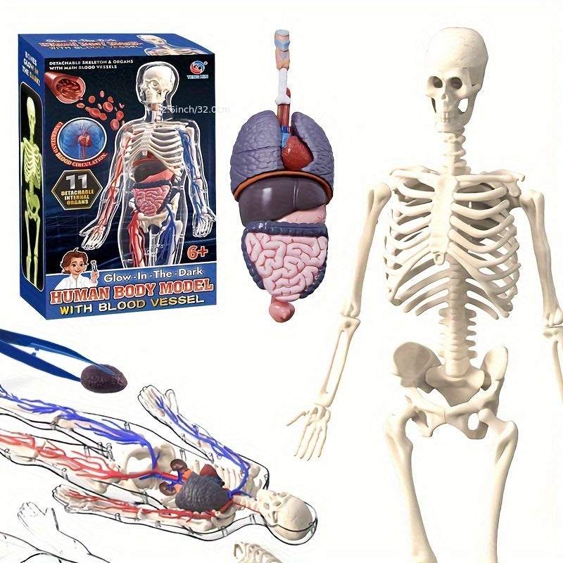 28pcs Human Body Organs Blood Vessels Skeleton Puzzle Model
