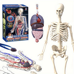 28pcs Human Body Organs Blood Vessels Skeleton Puzzle Model