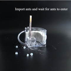 Educational Ant Farm Kit with PVC Habitat