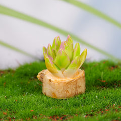 Small Potted Cactus Simulation Props Mini Ornaments