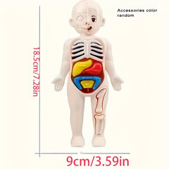 Human Anatomy Toy Set with Removable Organs for Biomedical Science