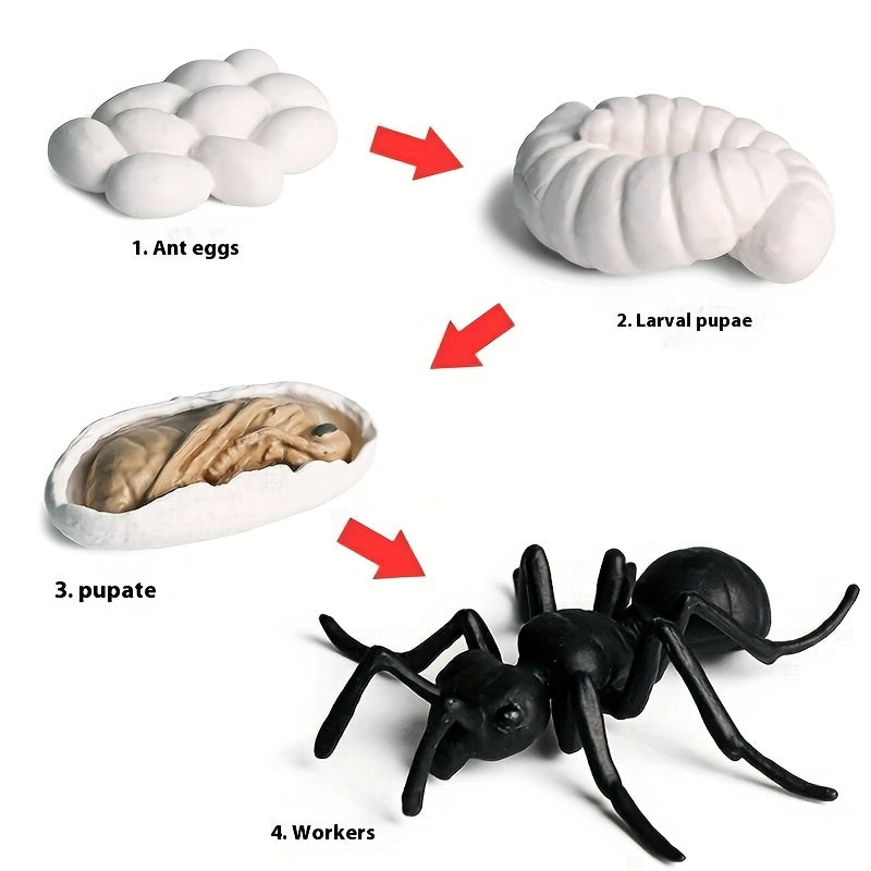 Children's Ant Family Growth Cycle Science Set