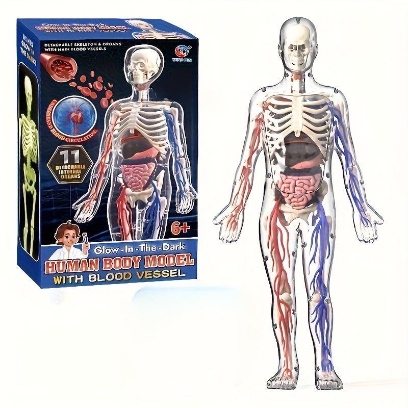 28pcs Human Body Organs Blood Vessels Skeleton Puzzle Model