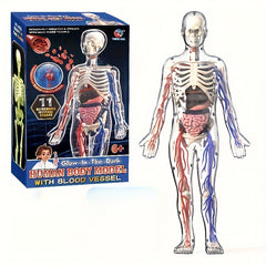 28pcs Human Body Organs Blood Vessels Skeleton Puzzle Model