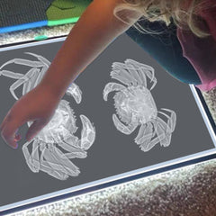 X-Ray Film Set for Human and Animal Science Study