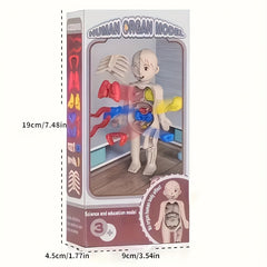 Human Anatomy Toy Set with Removable Organs for Biomedical Science