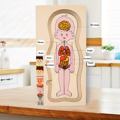 Human Body Structure Wooden Puzzle Children's Toy