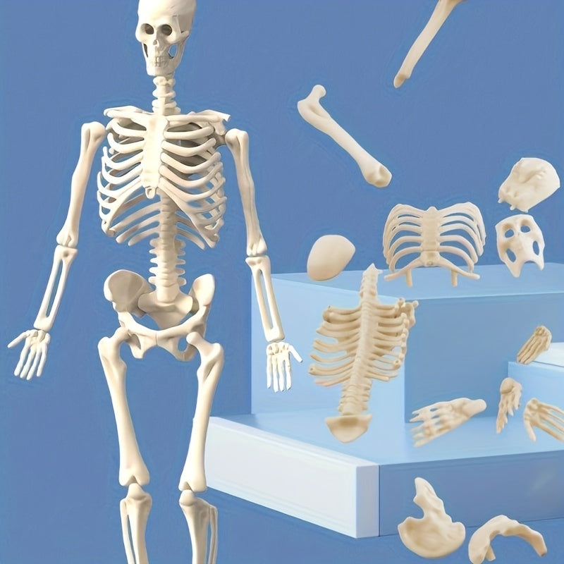 28pcs Human Body Organs Blood Vessels Skeleton Puzzle Model