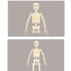 DIY Human Skeleton Assembly Puzzle Kit for Small Production